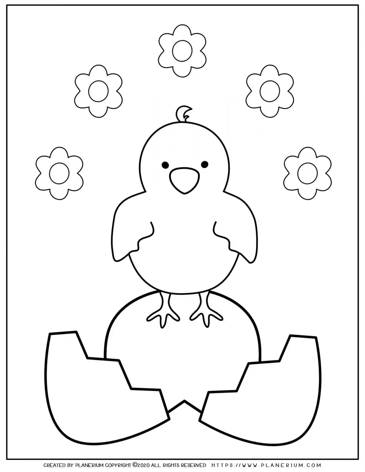 Cute chick on a broken egg