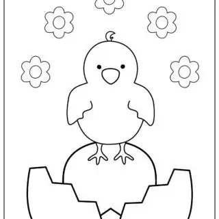 Cute chick on a broken egg