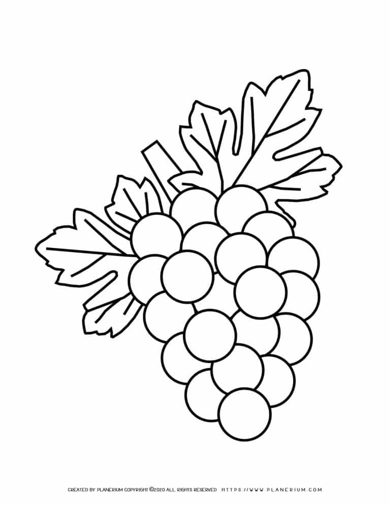 Grapes - Coloring Page 