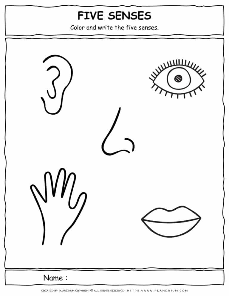 Science Worksheet - Five Senses - Color and Write | Planerium