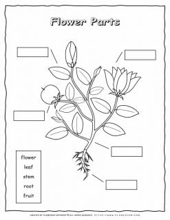 Plant Parts - Worksheet | Planerium