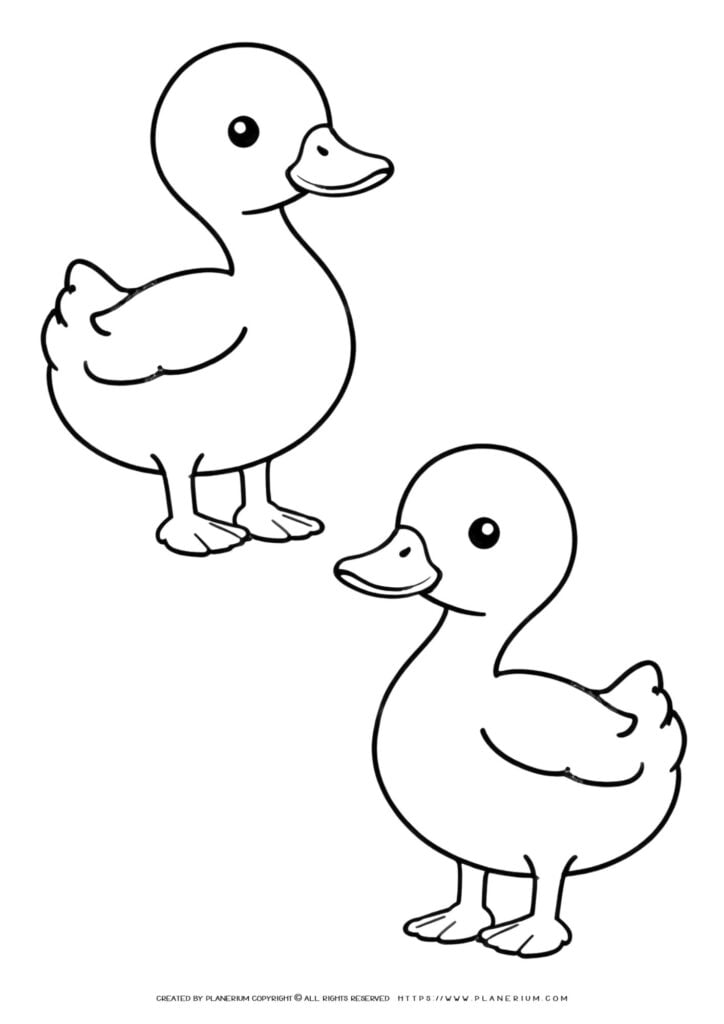 Bird Coloring Page - Flamingos | Planerium