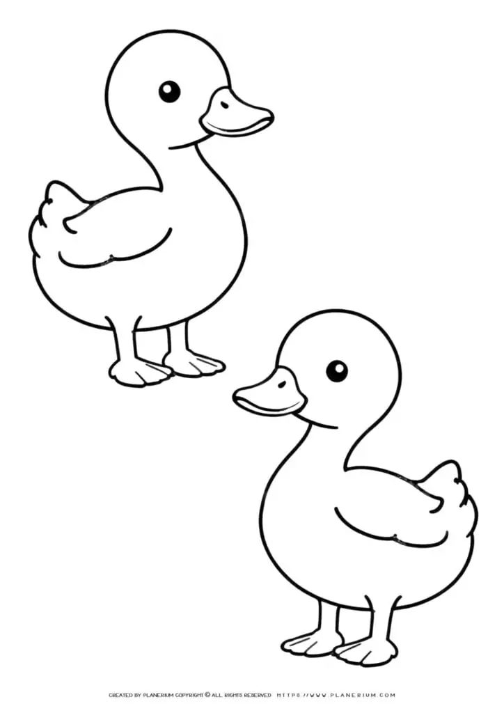 Line art of two ducks for coloring activity.