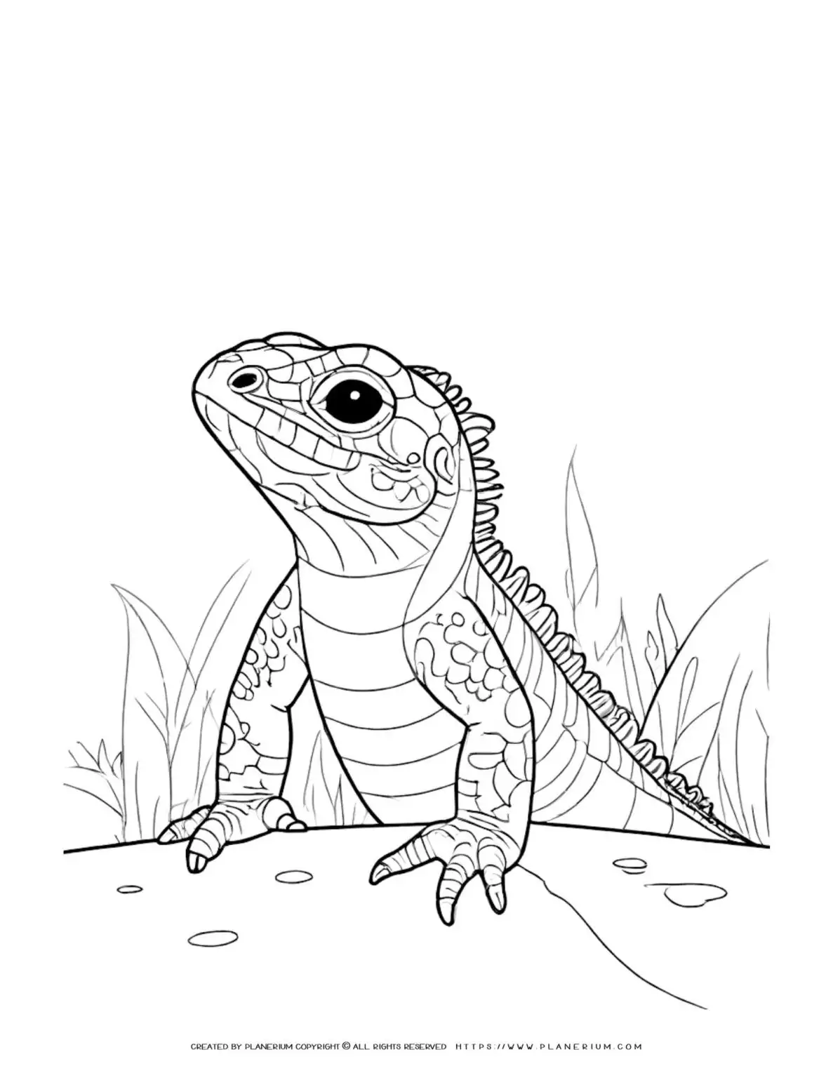 Curious-Lizard-Peeking-Over-Sun-Baked-Rock-Advanced-Coloring