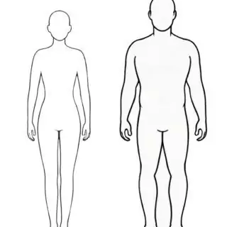 Outline of male and female bodies.