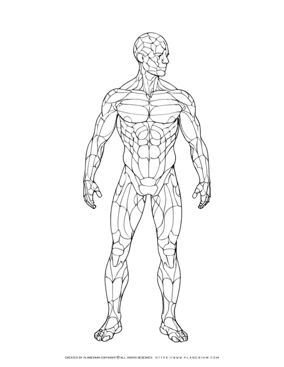 Human anatomical body diagram with muscle outlines