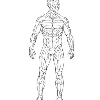 Human anatomical body diagram with muscle outlines
