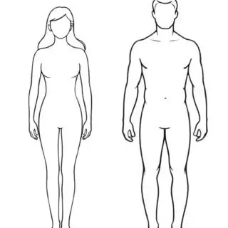 Outline of male and female bodies.