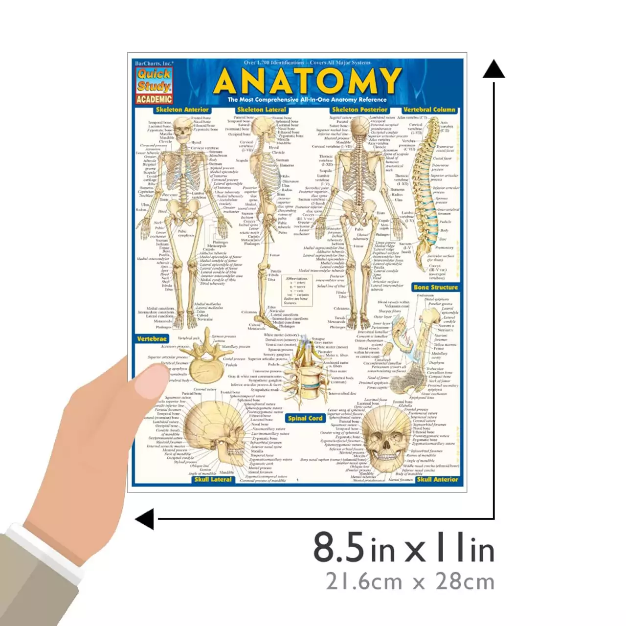 Anatomy Quickstudy Guide: Laminated Reference for Educators & Students – Comprehensive, Durable Resource for Fast Learning & Teaching Support