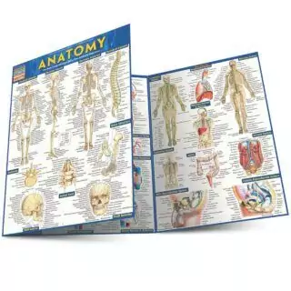 Laminated Anatomy Quick Reference Guide: Key Educational Resource for Teachers and Students