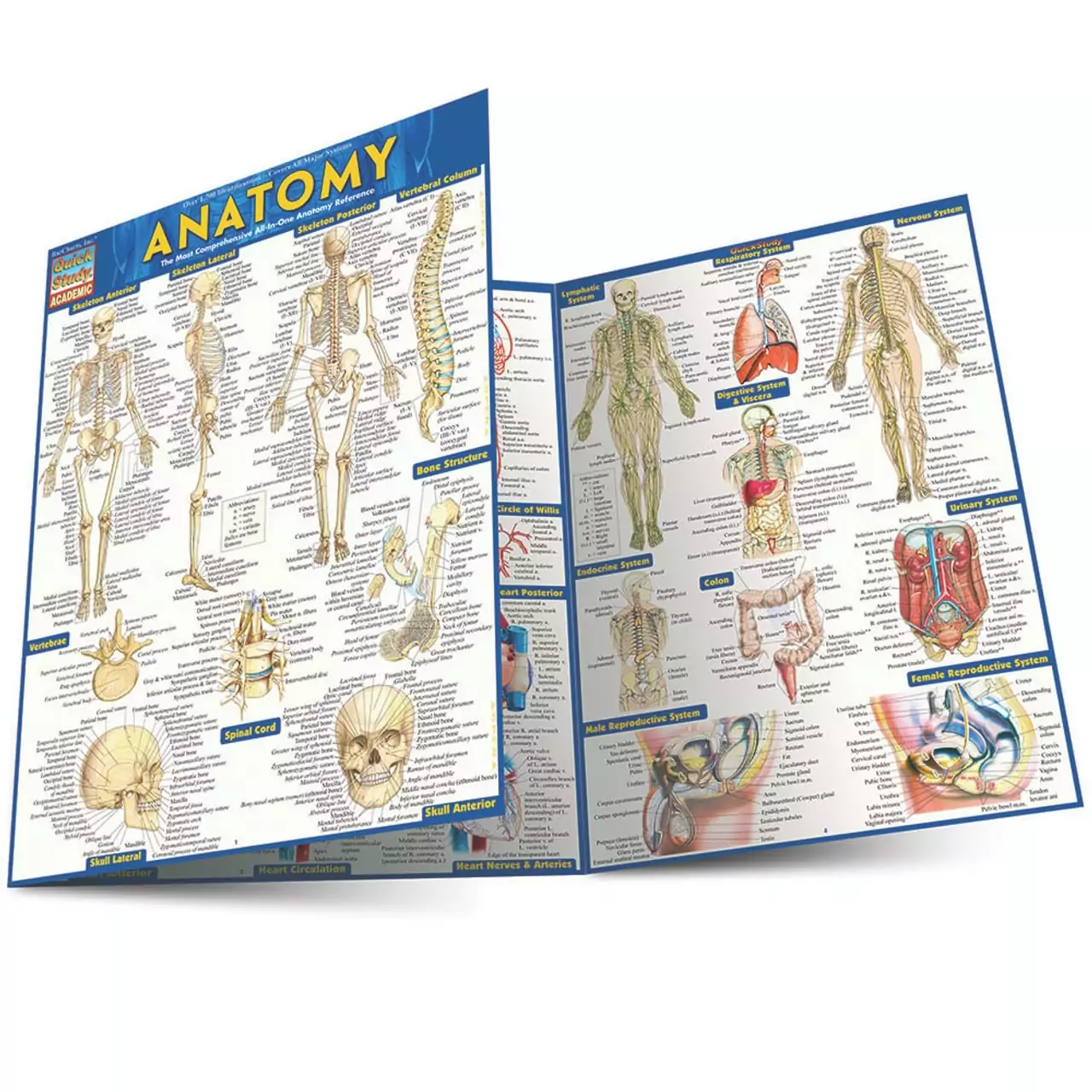 Laminated Anatomy Quick Reference Guide: Key Educational Resource for Teachers and Students