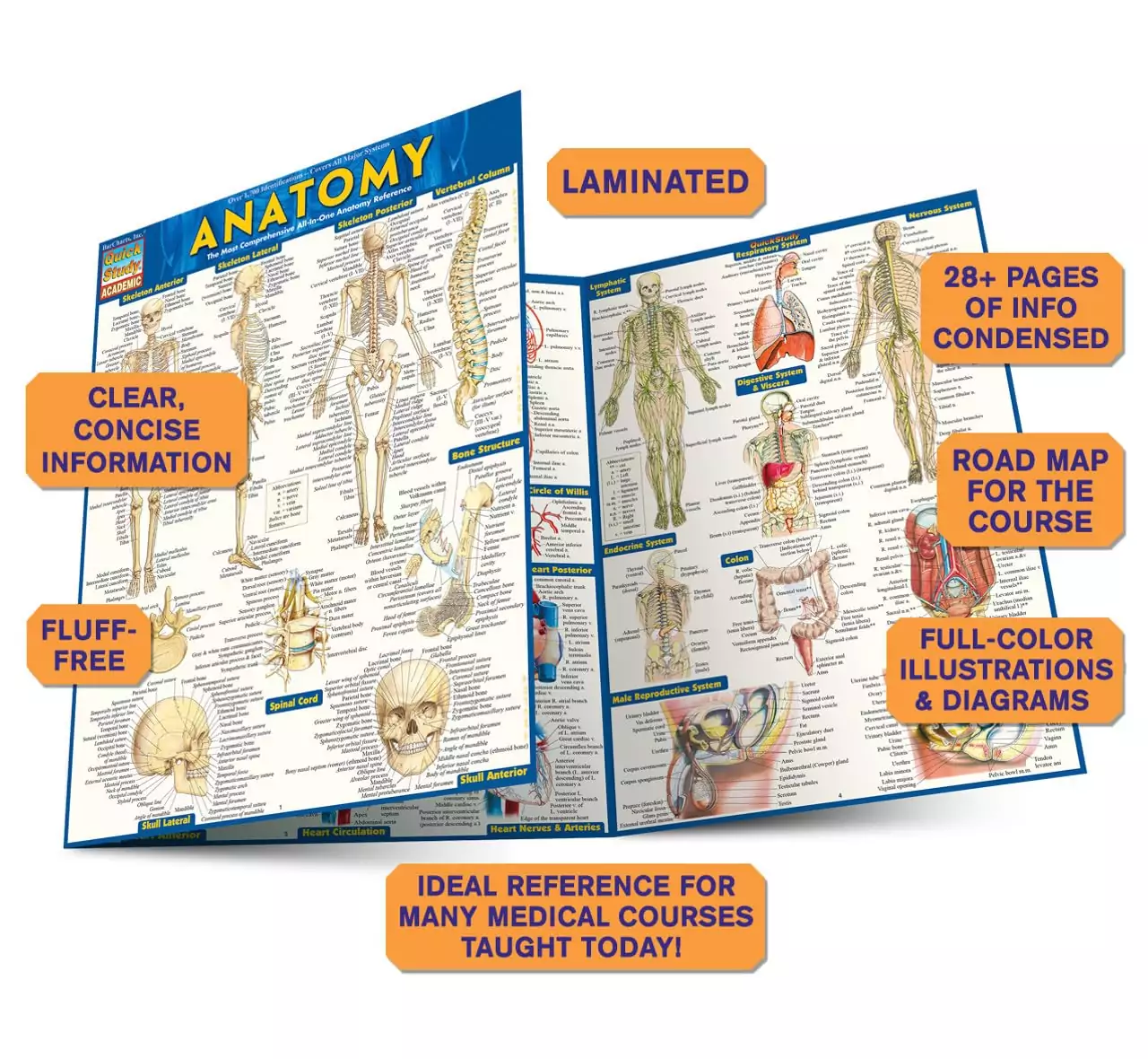 Anatomy Quick Study Guide: Laminated Reference for Teachers and Learners, Essential Tips and Info for Easy Understanding and Effective Learning