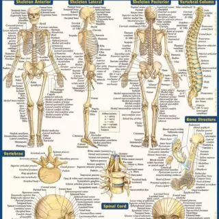 Anatomy Reference QuickStudy Guide: Laminated Study Aid Essential for Educators. Enhance Learning with This Comprehensive Toolkit.