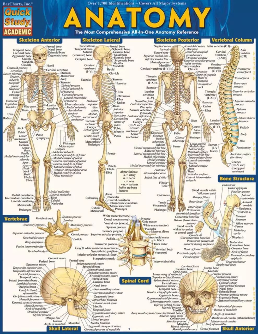Anatomy Reference QuickStudy Guide: Laminated Study Aid Essential for Educators. Enhance Learning with This Comprehensive Toolkit.